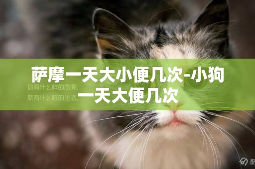 薩摩一天大小便幾次-小狗一天大便幾次