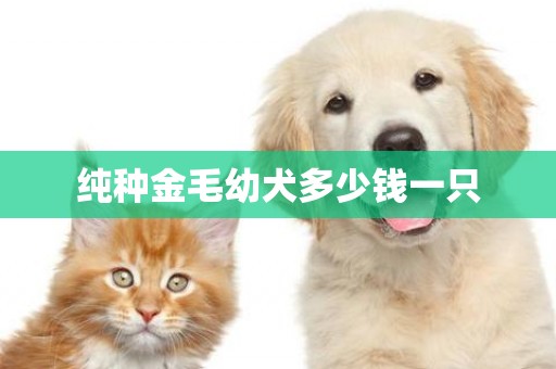 純種金毛幼犬多少錢一只