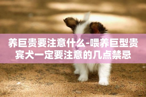 養巨貴要注意什么-喂養巨型貴賓犬一定要注意的幾點禁忌