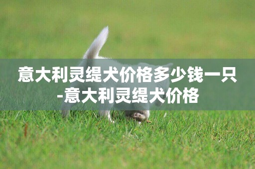 意大利靈緹犬價格多少錢一只-意大利靈緹犬價格