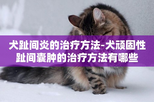 犬趾間炎的治療方法-犬頑固性趾間囊腫的治療方法有哪些
