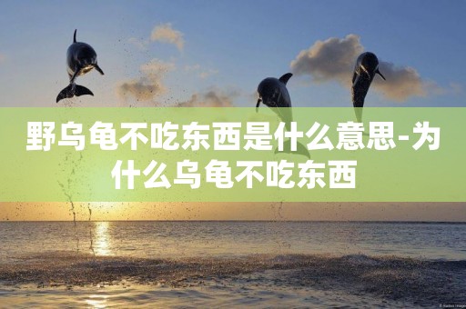 野烏龜不吃東西是什么意思-為什么烏龜不吃東西