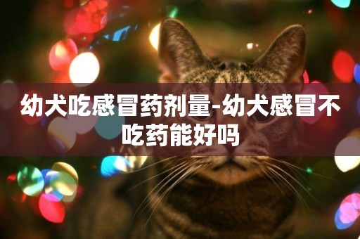 幼犬吃感冒藥劑量-幼犬感冒不吃藥能好嗎