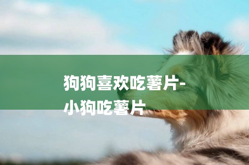 狗狗喜歡吃薯片-
小狗吃薯片