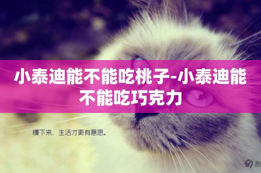 小泰迪能不能吃桃子-小泰迪能不能吃巧克力