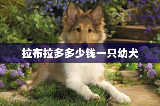 拉布拉多多少錢一只幼犬
