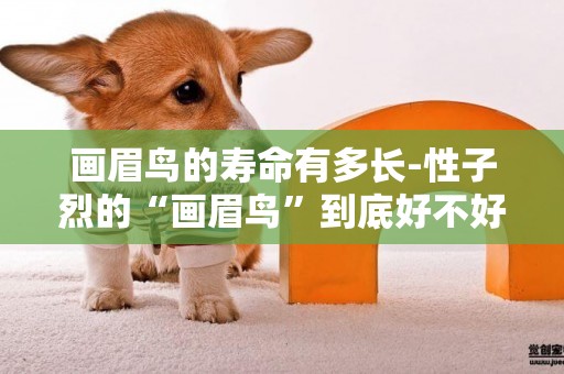 畫眉鳥的壽命有多長-性子烈的“畫眉鳥”到底好不好呢