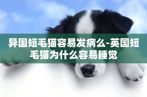 異國短毛貓容易發病么-英國短毛貓為什么容易睡覺