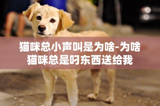 貓咪總小聲叫是為啥-為啥貓咪總是叼東西送給我