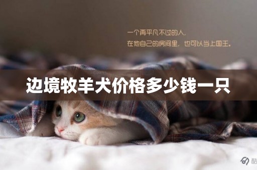 邊境牧羊犬價格多少錢一只
