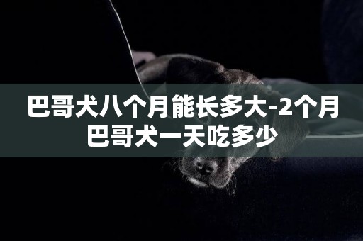 巴哥犬八個月能長多大-2個月巴哥犬一天吃多少