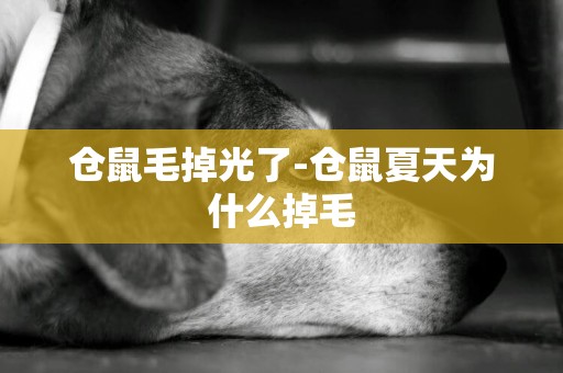 倉鼠毛掉光了-倉鼠夏天為什么掉毛