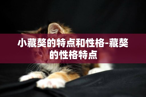 小藏獒的特點和性格-藏獒的性格特點