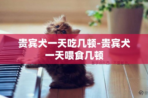 貴賓犬一天吃幾頓-貴賓犬一天喂食幾頓