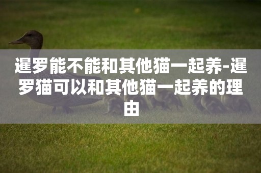 暹羅能不能和其他貓一起養-暹羅貓可以和其他貓一起養的理由