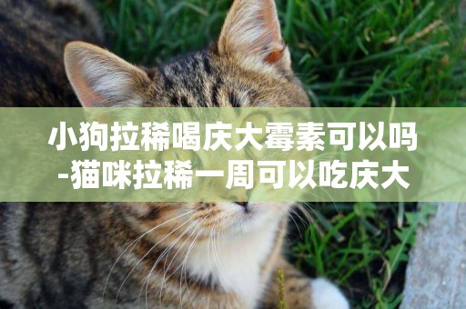 小狗拉稀喝慶大霉素可以嗎-貓咪拉稀一周可以吃慶大霉素嗎