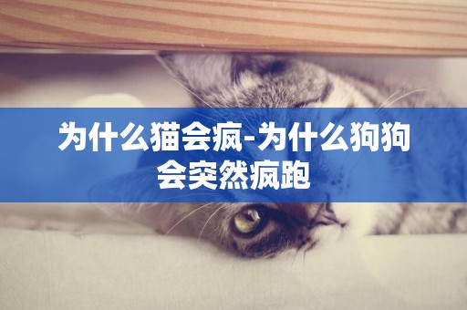 為什么貓會瘋-為什么狗狗會突然瘋跑