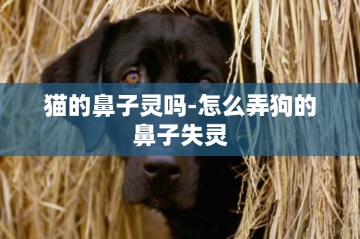 貓的鼻子靈嗎-怎么弄狗的鼻子失靈