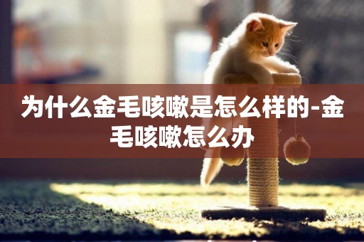 為什么金毛咳嗽是怎么樣的-金毛咳嗽怎么辦