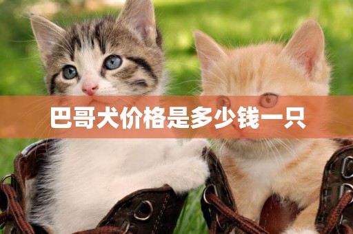 巴哥犬價格是多少錢一只