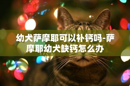 幼犬薩摩耶可以補鈣嗎-薩摩耶幼犬缺鈣怎么辦