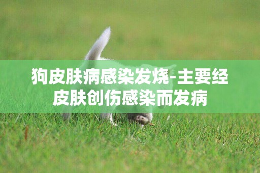 狗皮膚病感染發燒-主要經皮膚創傷感染而發病
