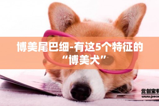 博美尾巴細-有這5個特征的“博美犬”