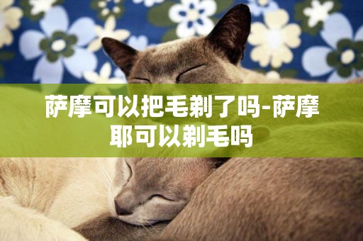 薩摩可以把毛剃了嗎-薩摩耶可以剃毛嗎