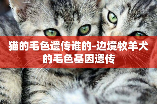 貓的毛色遺傳誰的-邊境牧羊犬的毛色基因遺傳
