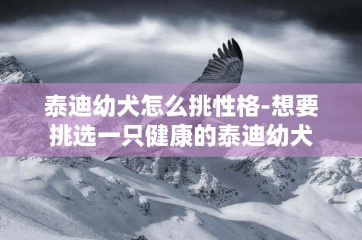 泰迪幼犬怎么挑性格-想要挑選一只健康的泰迪幼犬