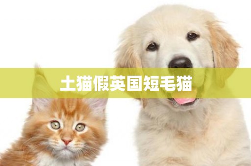 土貓假英國短毛貓