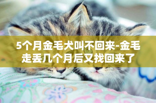 5個月金毛犬叫不回來-金毛走丟幾個月后又找回來了