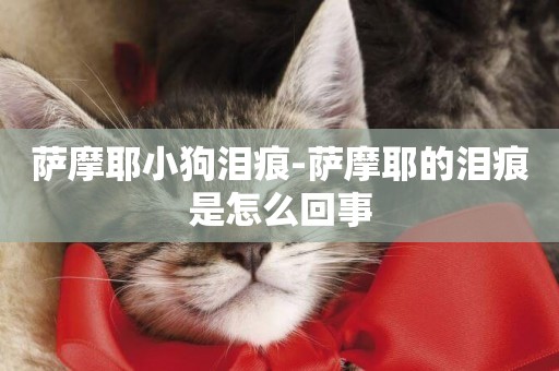 薩摩耶小狗淚痕-薩摩耶的淚痕是怎么回事
