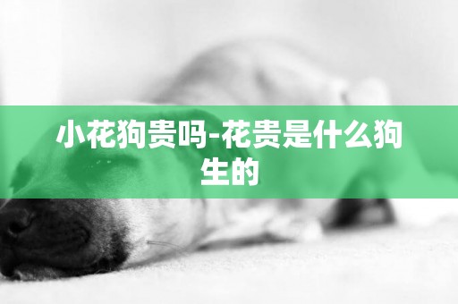 小花狗貴嗎-花貴是什么狗生的