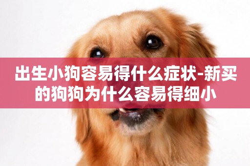 出生小狗容易得什么癥狀-新買的狗狗為什么容易得細小