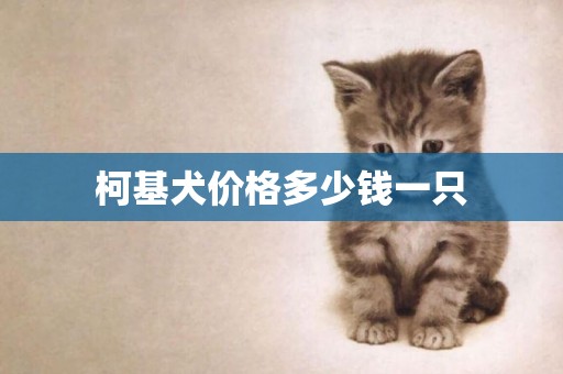 柯基犬價格多少錢一只