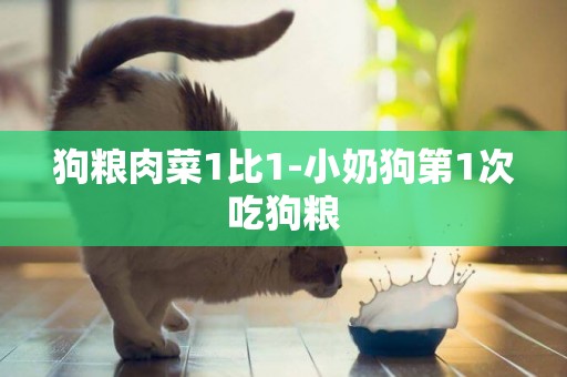 狗糧肉菜1比1-小奶狗第1次吃狗糧