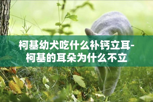 柯基幼犬吃什么補鈣立耳-柯基的耳朵為什么不立