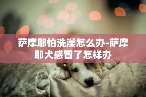 薩摩耶怕洗澡怎么辦-薩摩耶犬感冒了怎樣辦