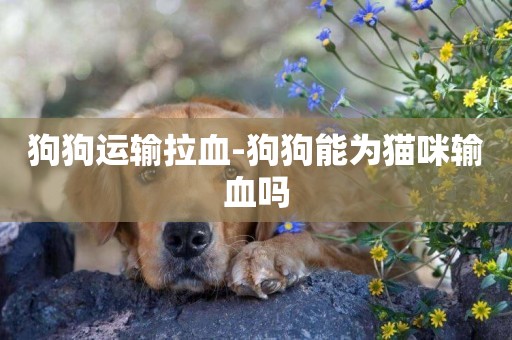 狗狗運輸拉血-狗狗能為貓咪輸血嗎