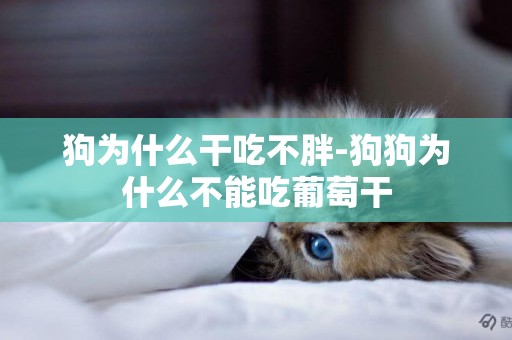 狗為什么干吃不胖-狗狗為什么不能吃葡萄干