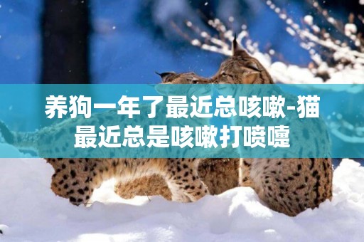養狗一年了最近總咳嗽-貓最近總是咳嗽打噴嚏