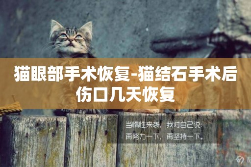 貓眼部手術恢復-貓結石手術后傷口幾天恢復