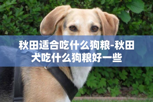 秋田適合吃什么狗糧-秋田犬吃什么狗糧好一些