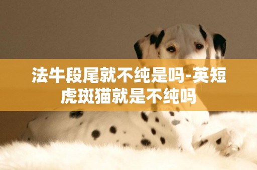 法牛段尾就不純是嗎-英短虎斑貓就是不純嗎