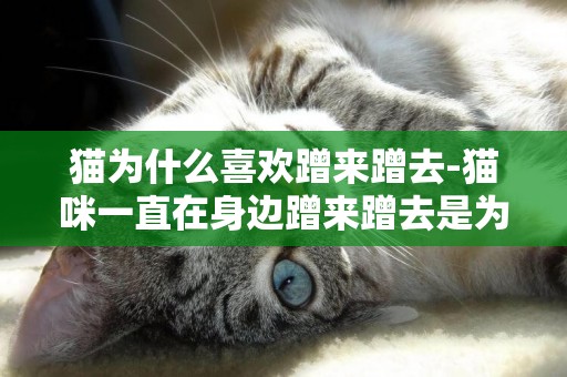 貓為什么喜歡蹭來蹭去-貓咪一直在身邊蹭來蹭去是為什么