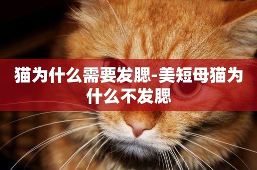 貓為什么需要發腮-美短母貓為什么不發腮