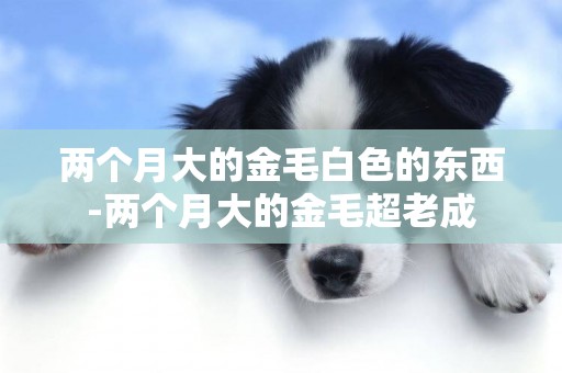 兩個月大的金毛白色的東西-兩個月大的金毛超老成