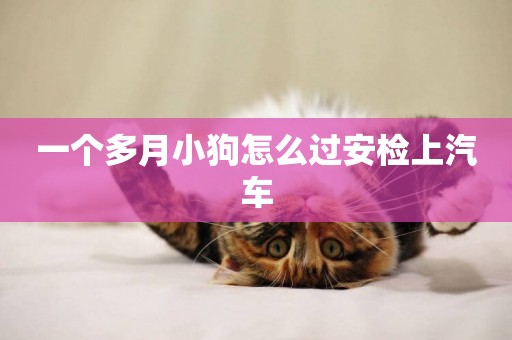一個多月小狗怎么過安檢上汽車