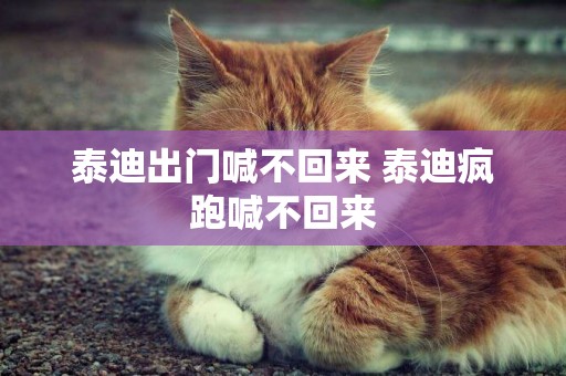泰迪出門喊不回來 泰迪瘋跑喊不回來